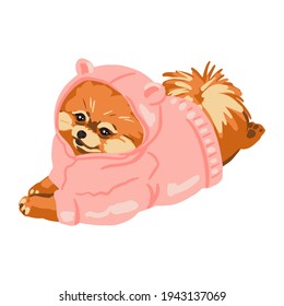 A cute Pomeranian puppy in hoody is lying on his stomach. Pink sweatshirt. Small dog breed. Hand-drawn sketch style. Vector illustration on an isolated white background.