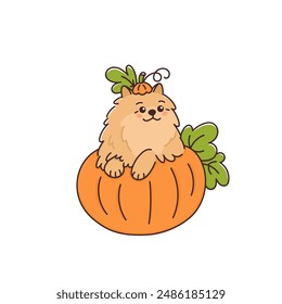 Lindo perro Pomeranian escupe sentado en calabaza fresca. Divertida mascota. Cachorro Kawaii, animal sonriendo. Ilustración vectorial de otoño. Personaje de dibujos animados para Acción de Gracias, Halloween y otras fiestas de otoño