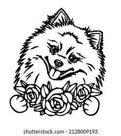 Cute Pomeranian spitz with flowers, pet portrait