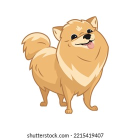 Cute pomeranian spitz standing and smiling with tongue stick out, fluffy pom puppy, funny sweet adorable pet, lap dog with happy dog smile, cartoon style, pedigree dog, lovely doggy, front view