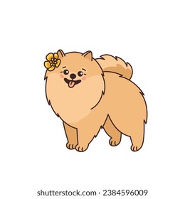 Cute Pomeranian spitz with yellow flower. Funny pet in kawaii style. Small purebred doggy, canine animal smiling. Zwergspitz. Vector illustration in flat style isolated on white background