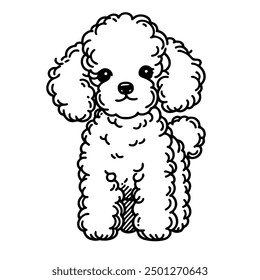 A cute poodle with a big smile on its face. The dog is standing on a white background