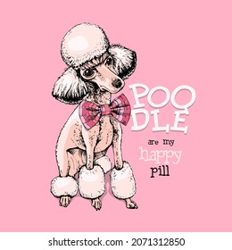 Cute Poodle in a checkred Bow Tie on a pink background. T-shirt composition, hand drawn style print. Vector illustration.