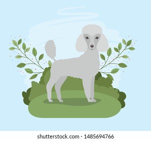 cute poodle dog pet in the camp