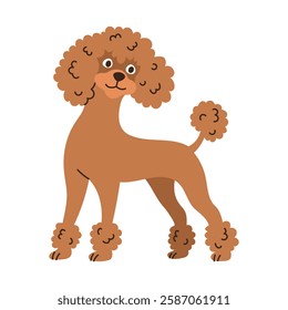 Cute poodle dog standing. Pet animal, breed. Isolated flat vector illustration