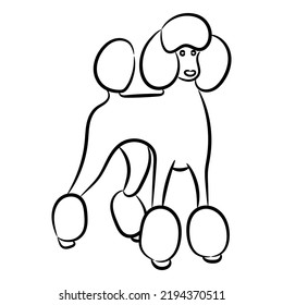 Cute poodle linear sketch, vector illustration.