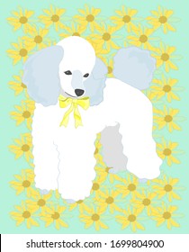 Cute poodle on the background of daisies. Summer illustration.  Happy small dog.  Cute funny cartoon character. Flowers background.