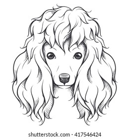 35,066 Poodle portrait Images, Stock Photos & Vectors | Shutterstock