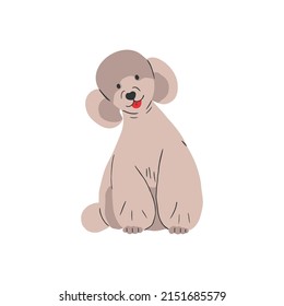 Cute Poodle sitting. Funny adorable puppy. Lovely canine animal. Happy smiling fluffy pup. Flat vector illustration isolated on white background