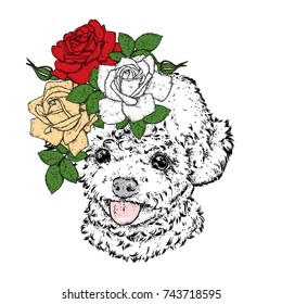 Cute poodle in a wreath of roses. Vector illustration. Fashion & Style. Purebred puppy and flowers. Beautiful dog.