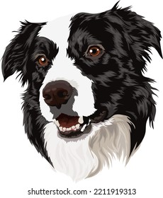 Cute portrait of a border collie. Vector illustration.