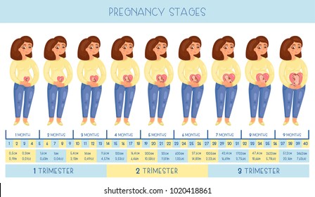 Pregnancy Chart Month By Month