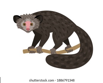 Cute primate. Cartoon wild monkey, funny small nature pet, vector illustration of exotic zoo character with tail isolated on white background