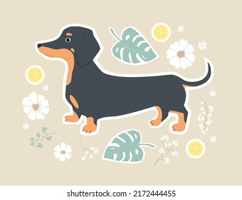 Cute print with dachshund, monstera leaves, flowers and lemons. Vector illustration for children.