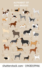 Cute printable alphabet with dogs for kids.  Hand drawn poster with dogs for learning.  Creative illustration for dog lovers. Sticker pack with dogs and breeds 