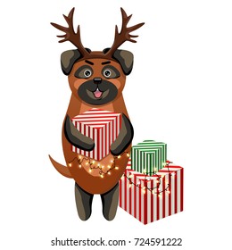 A cute pug dog with deer horns holds gifts in beautiful green and red pickled wrapping paper. Christmas and New Year 2018. Festive vector illustration with symbol of year in Chinese calendar, isolated