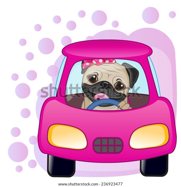 Cute Pug Dog girl is\
sitting in a car 
