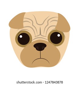 cute pug dog head