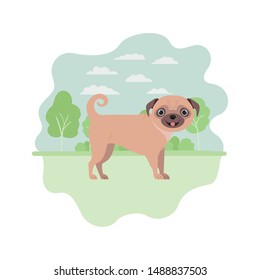 cute pug dog on white background