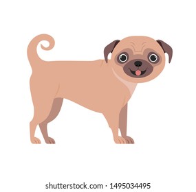 cute pug dog on white background