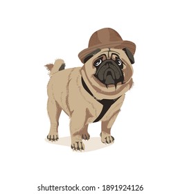 Cute pug dog pet in brown hat. Adorable purebred chubby domestic animal wearing elegant headdress cartoon vector illustration isolated on white background