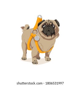Cute pug dog pet in harness. Adorable friendly purebred chubby pet animal wearing leather accessory cartoon vector illustration isolated on white background