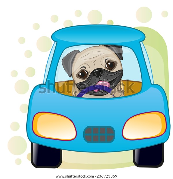 Cute Pug Dog is sitting in a\
car 