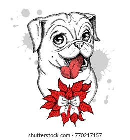 Cute Pug head illustration with bow and Christmas flower red Poinsettia. Hand drawn vector dog
