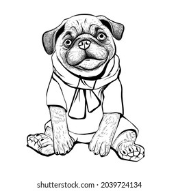 Cute pug illustration, wearing worm cloths, muffler, and staring with incidence.