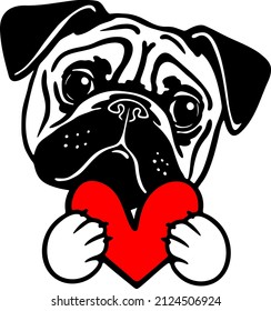 Cute pug portrait with Valentine heart