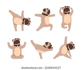 Cute pug practicing yoga set. Funny pet animal doing stretching exercises and meditating cartoon vector illustration