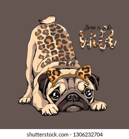 Cute Pug with a predator skin spots and  in a leopard mask on a brown background. Born to be wild - lettering quote. Humor card, poster, t-shirt composition, hand drawn vector illustration.