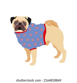 Cute pug puppy in a blue jacket. Vector illustration on an isolated background.