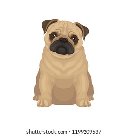 Cute pug puppy sitting isolated on white background. Small dog with round head and short muzzle. Flat vector design