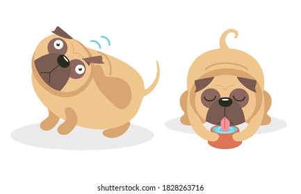 Cute Pug Scratching Head and Drinking Water Vector Set