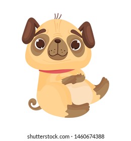 Cute pug is sitting. Vector illustration on white background.