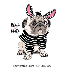 Cute Pug in the striped cardigan and in the zebra mask. Black or White - lettering quote. Humor card, poster, t-shirt composition, hand drawn vector illustration.