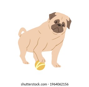 Cute Pug with wrinkled face playing with ball. Adorable wrinkly dog of fawn color. Purebred light brown doggy. Flat vector illustration of playful puppy isolated on white