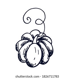 Calabaza linda. Ilustración vectorial botánica. Planta dibujada a mano al estilo Doodle. Objeto aislado sobre un fondo blanco. Elemento decorativo para el diseño otoñal.