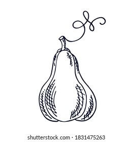 Kürbis schneiden. Botanische Vektorgrafik. Handgezeichnete Pflanze im Doodle-Stil. Einziger Gegenstand auf weißem Hintergrund. Dekoratives Element für Herbstdesign.