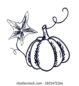 Cute pumpkin. Botanical vector illustration. Hand drawn plant in Doodle style. Isolated object on a white background. Decorative element for autumn design.