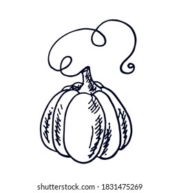 Cute pumpkin. Botanical vector illustration. Hand drawn plant in Doodle style. Isolated object on a white background. Decorative element for autumn design.