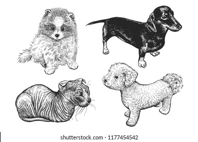 Cute puppies and bald cat set. Home pets isolated on white background. Sketch. Vector illustration art. Realistic portraits of animal. Vintage. Black and white hand drawing of dogs and cats.