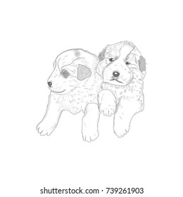 Cute puppies Sketch drawing isolated on white.