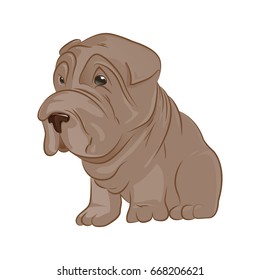 cute puppy