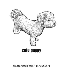 Cute puppy bichon frize. Home pet isolated on white background. Sketch. Vector illustration art. Realistic portrait of animal in style vintage engraving. Black and white hand drawing of dog.