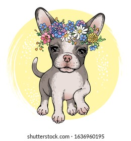 Cute puppy chihuahua in flower wreath. Little dog with flowers