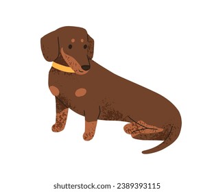 Cute puppy of Dachshund breed. Funny sausage dog. Long short doggie, companion pup. Lovely sweet nice canine animal, pet with collar. Flat vector illustration isolated on white background