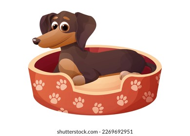 Cute puppy dachshund dog in bed decorated with paws, lying happy animal in cartoon style isolated on white background.