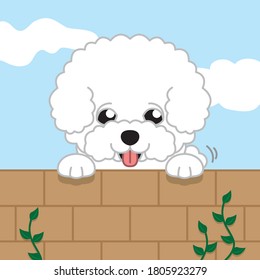 Cute puppy dog behind the wall. Good weather and sunny. 